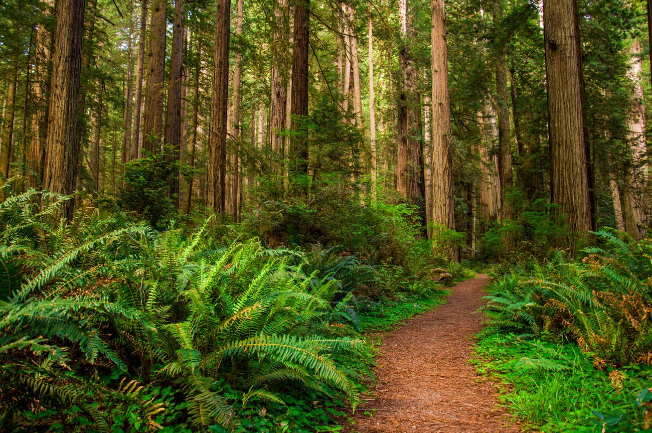 Redwood Park