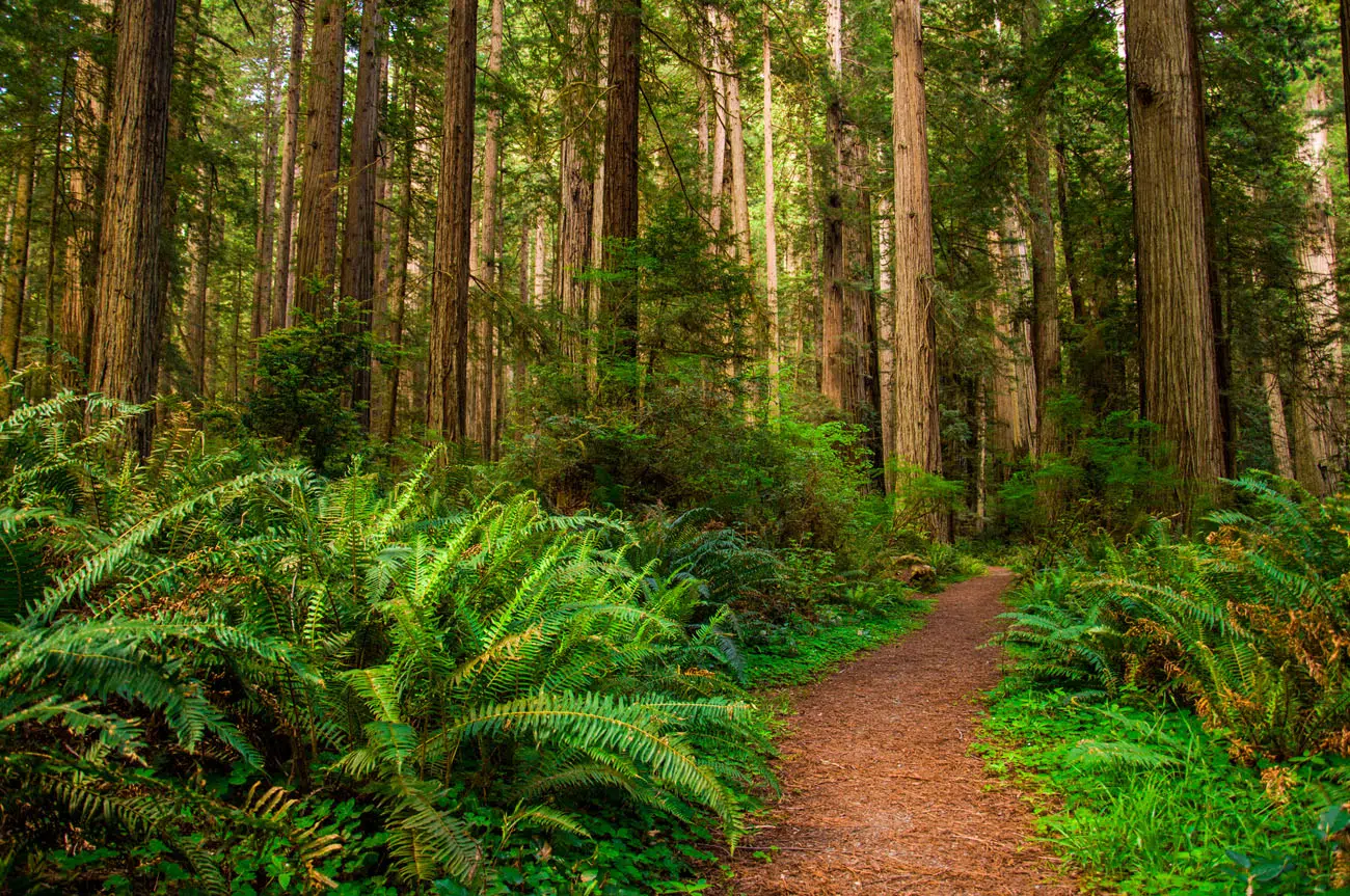 Redwood National Park