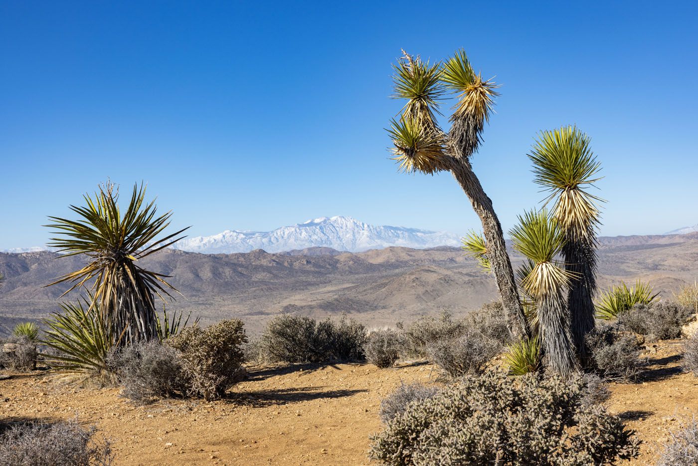 Ryan Mountain Hike