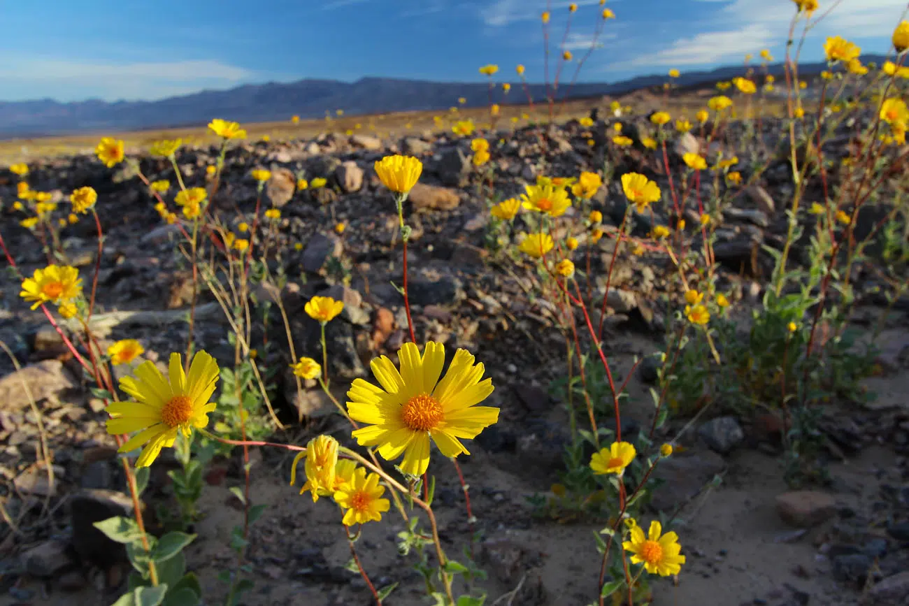 Super Bloom