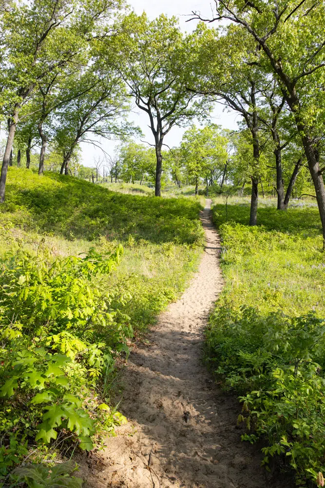 Black Oak Savanna Photo