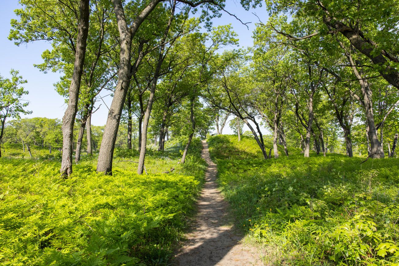 Black Oak Savanna | Best Things to Do in Indiana Dunes