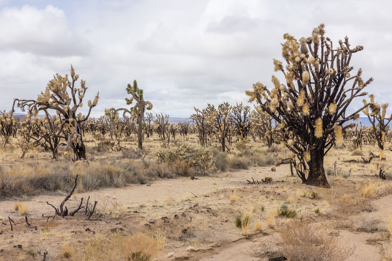 Burnt Joshua Trees