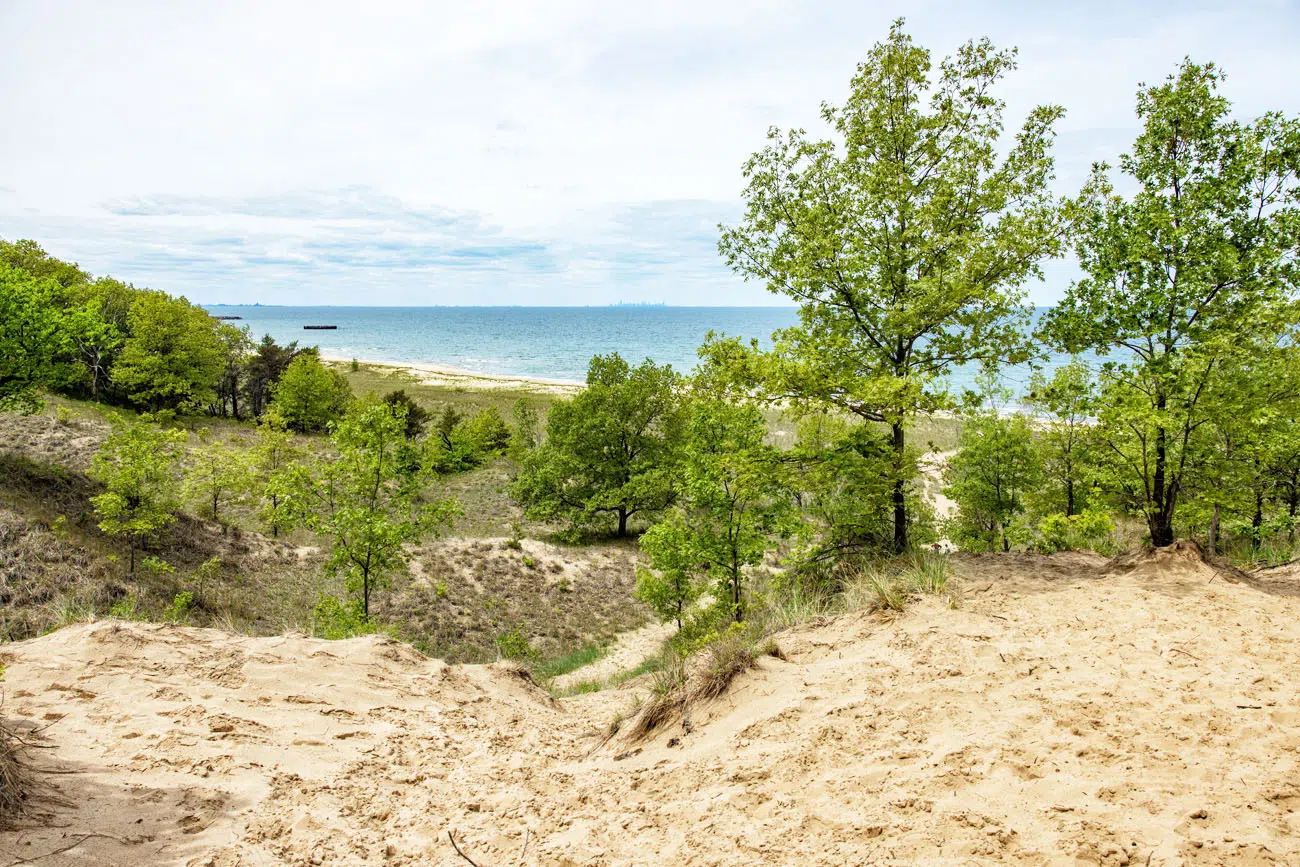 Cowles Bog Trail View