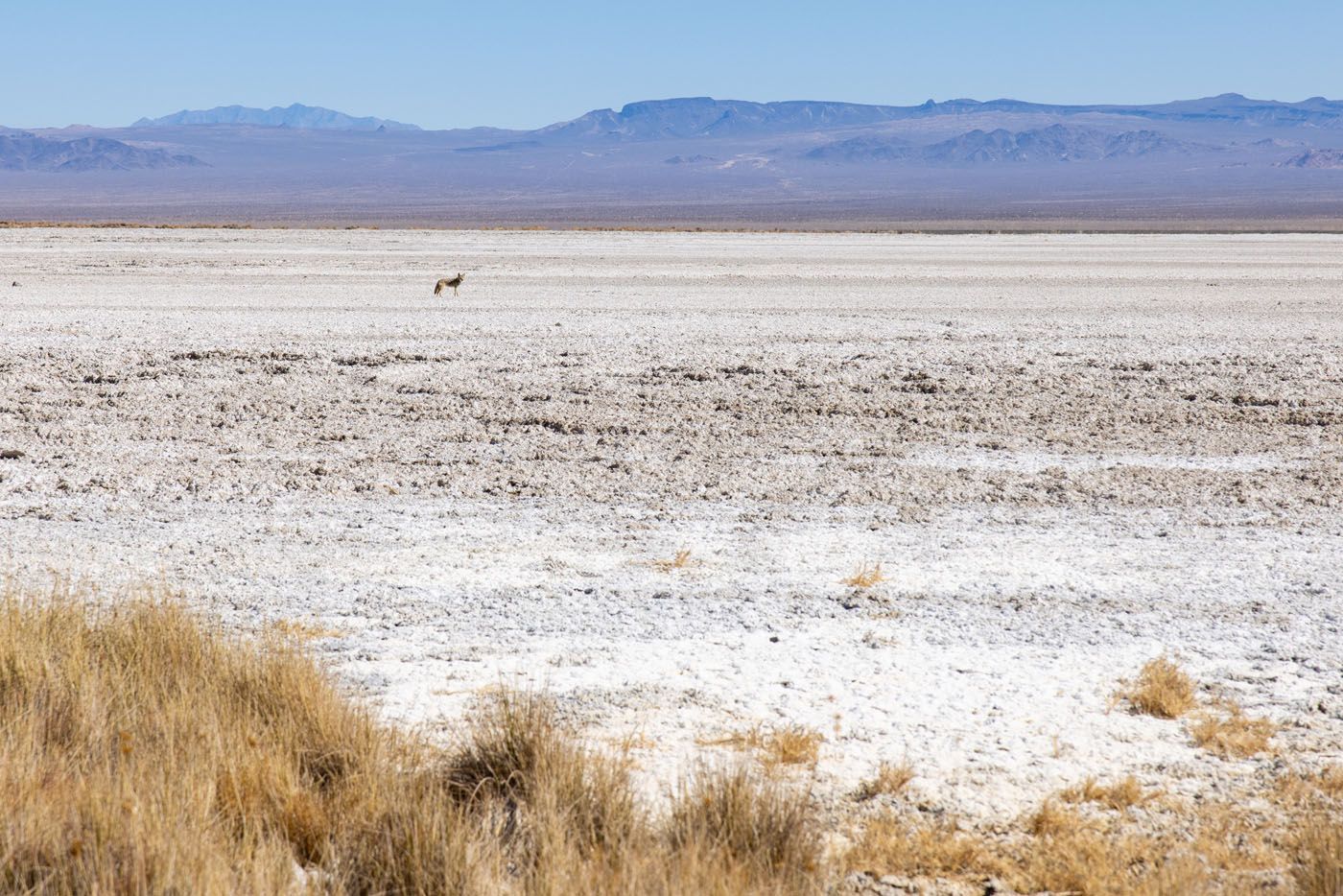 Desert Fox