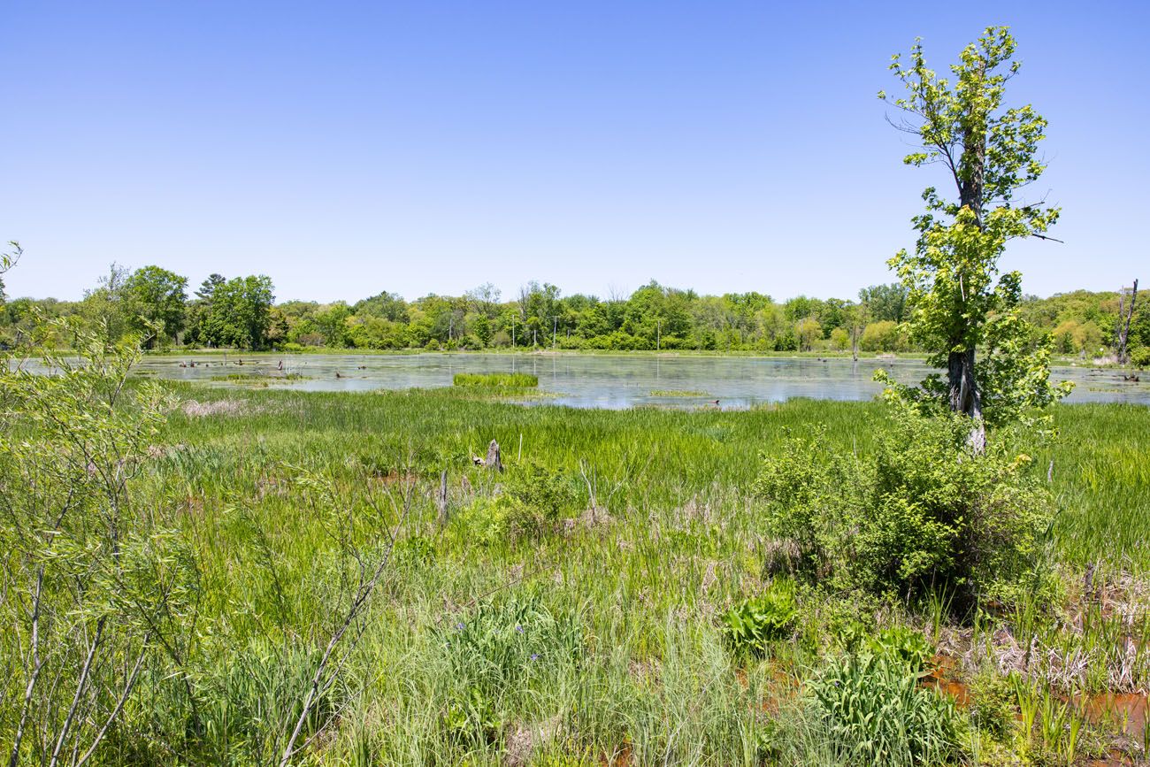 Great Marsh Indiana Dunes | Best Things to Do in Indiana Dunes