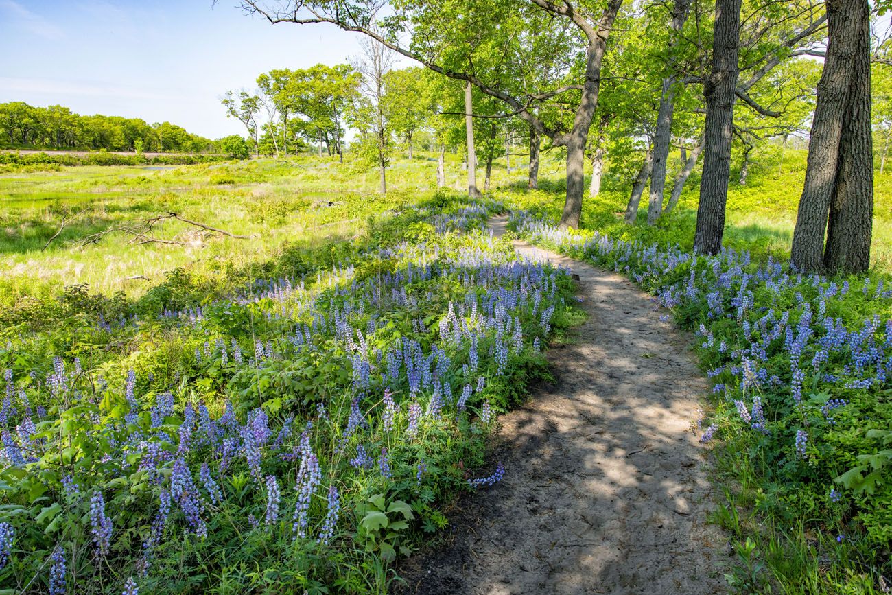 Indiana Dunes in May