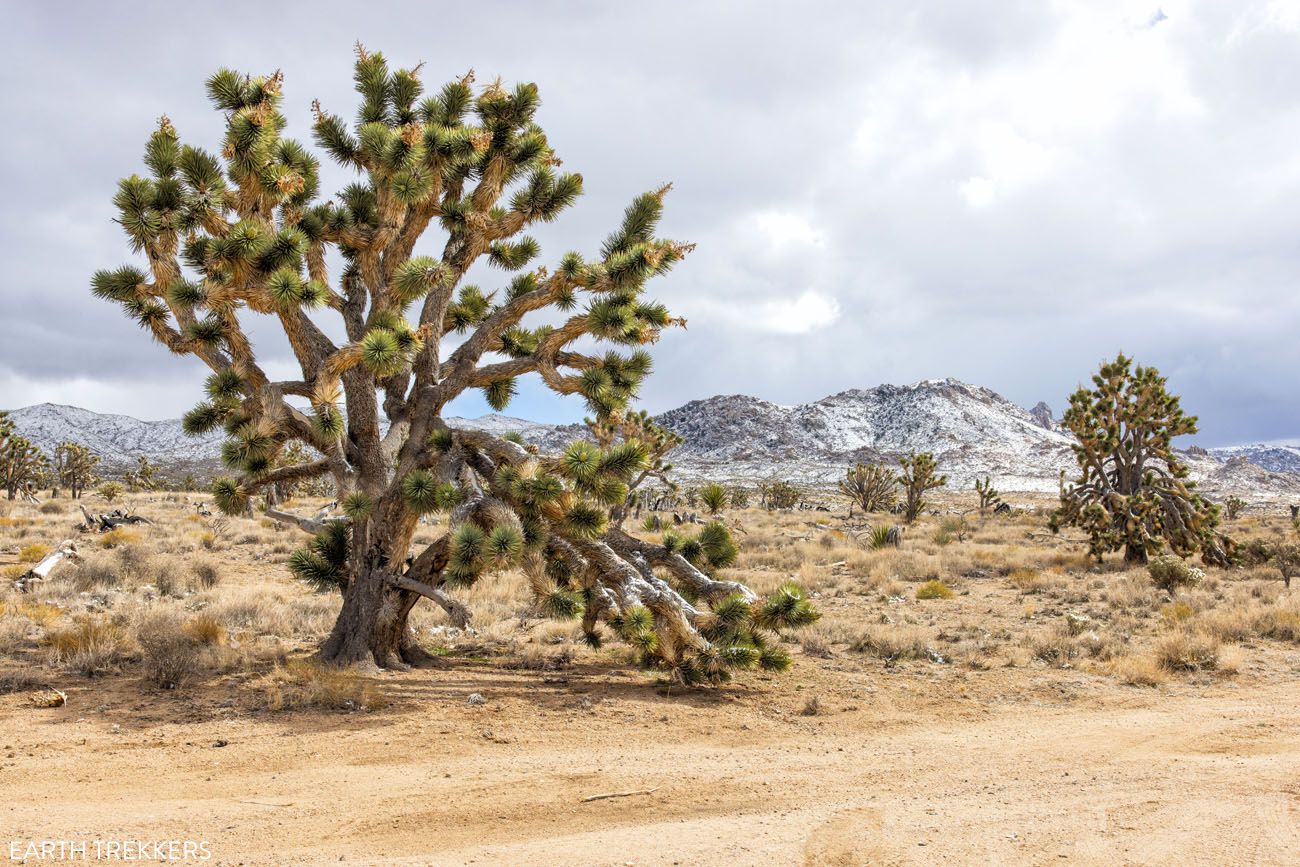 Joshua Tree with Snow