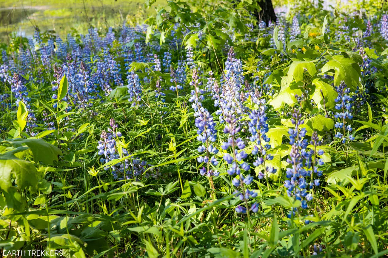 Lupine Indiana Dunes National Park