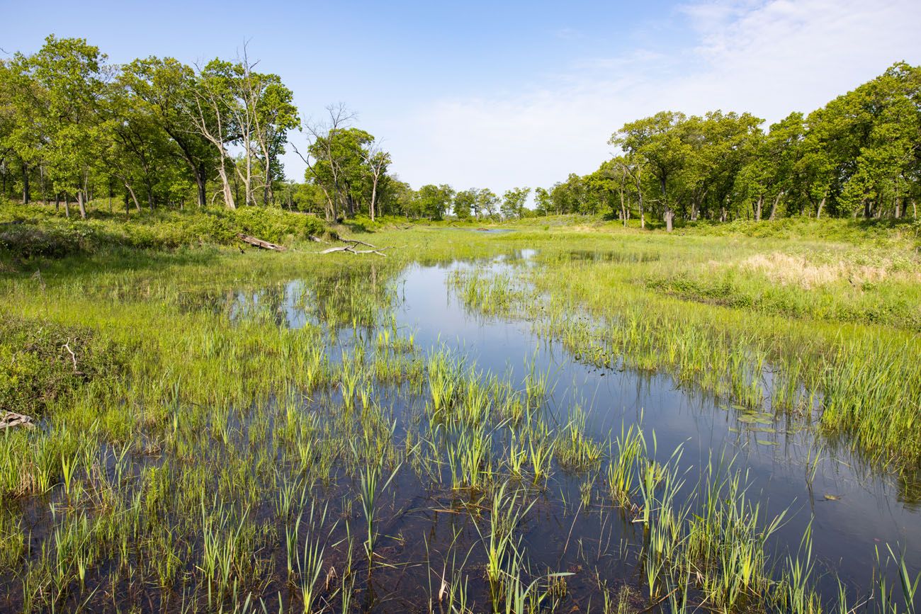 Miller Woods Pond