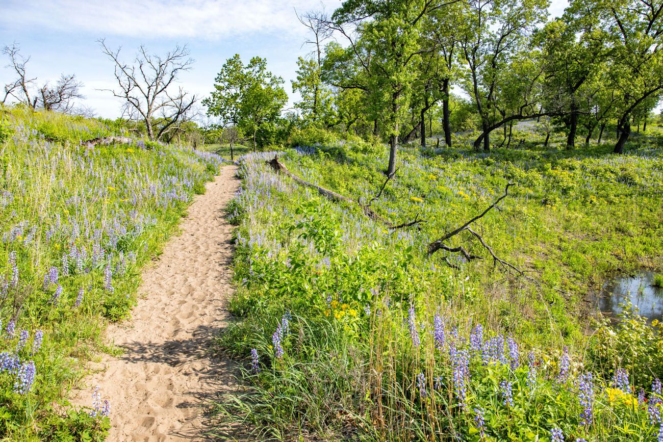 Miller Woods Trail