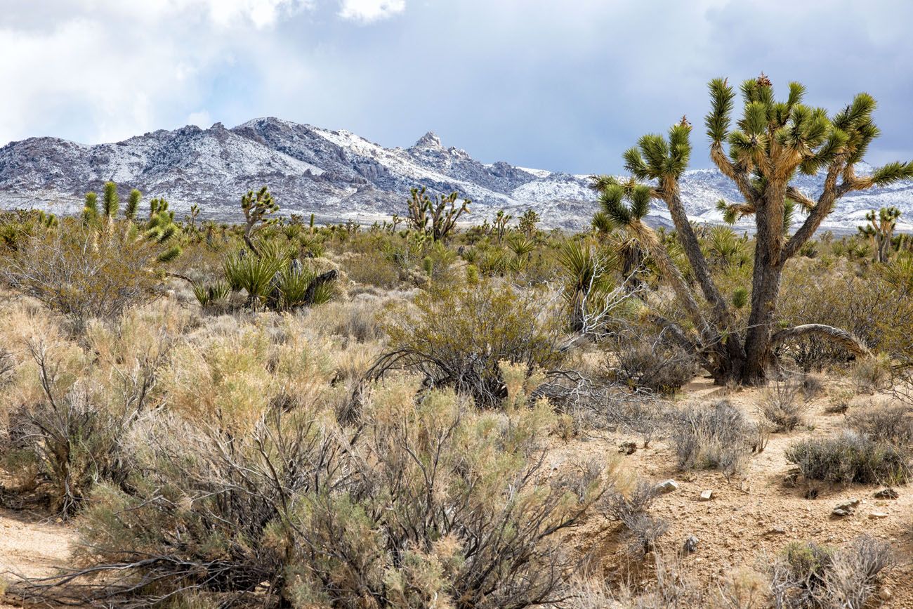 Mojave National Preserve February | Best Things to Do in Mojave National Preserve