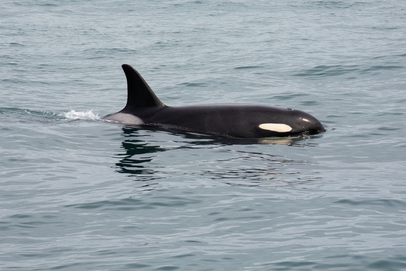 Orca | Northwestern Fjord Cruise