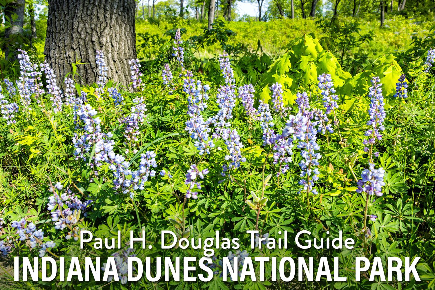 Paul H Douglas Trail