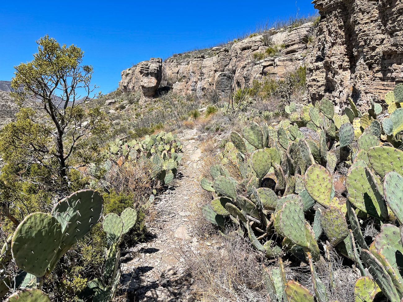 Permian Reef Trail 