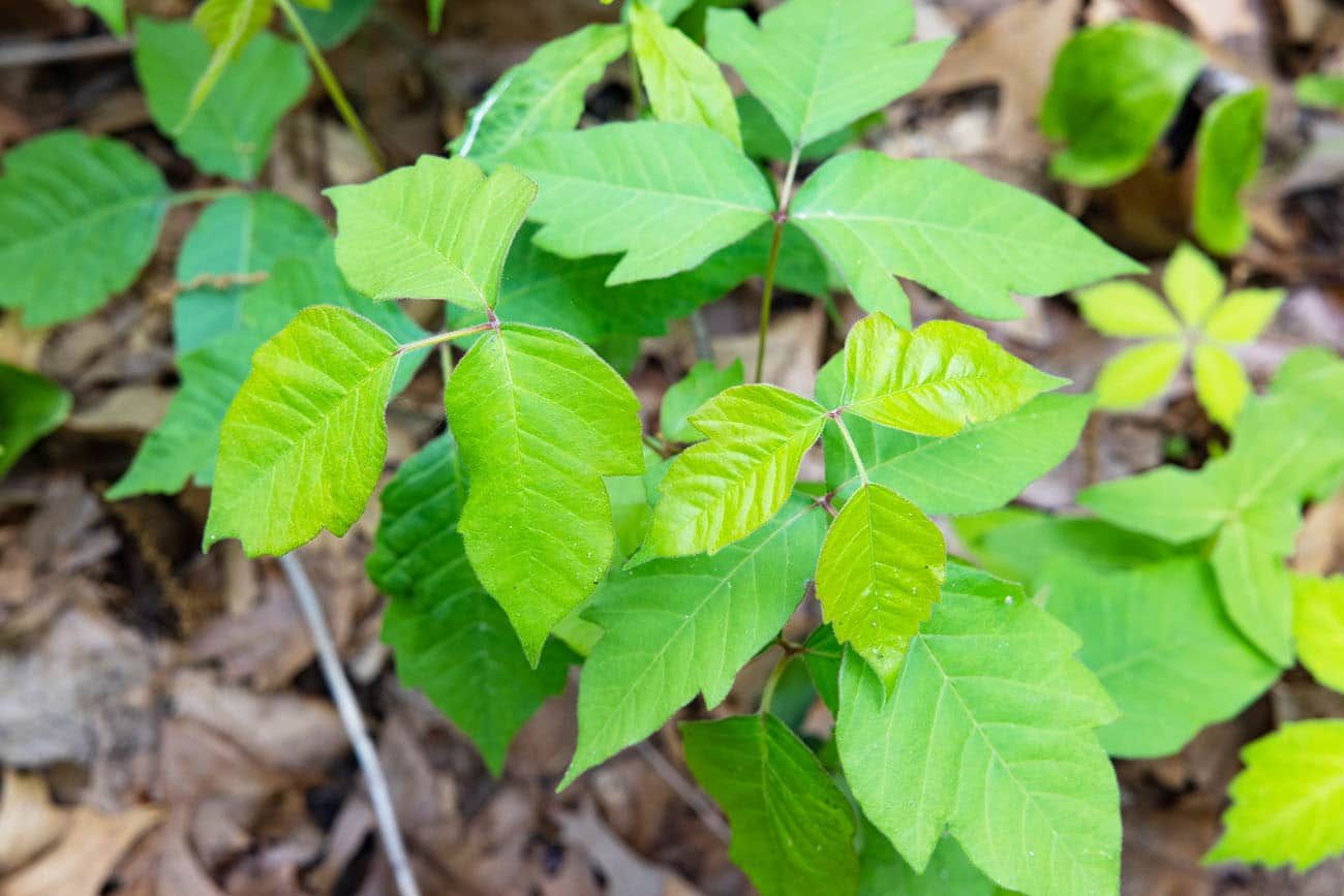 Poison Ivy