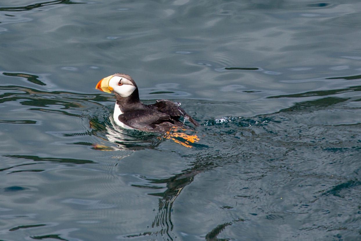 Puffin