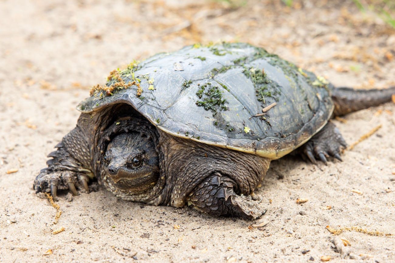 Snapping Turtle