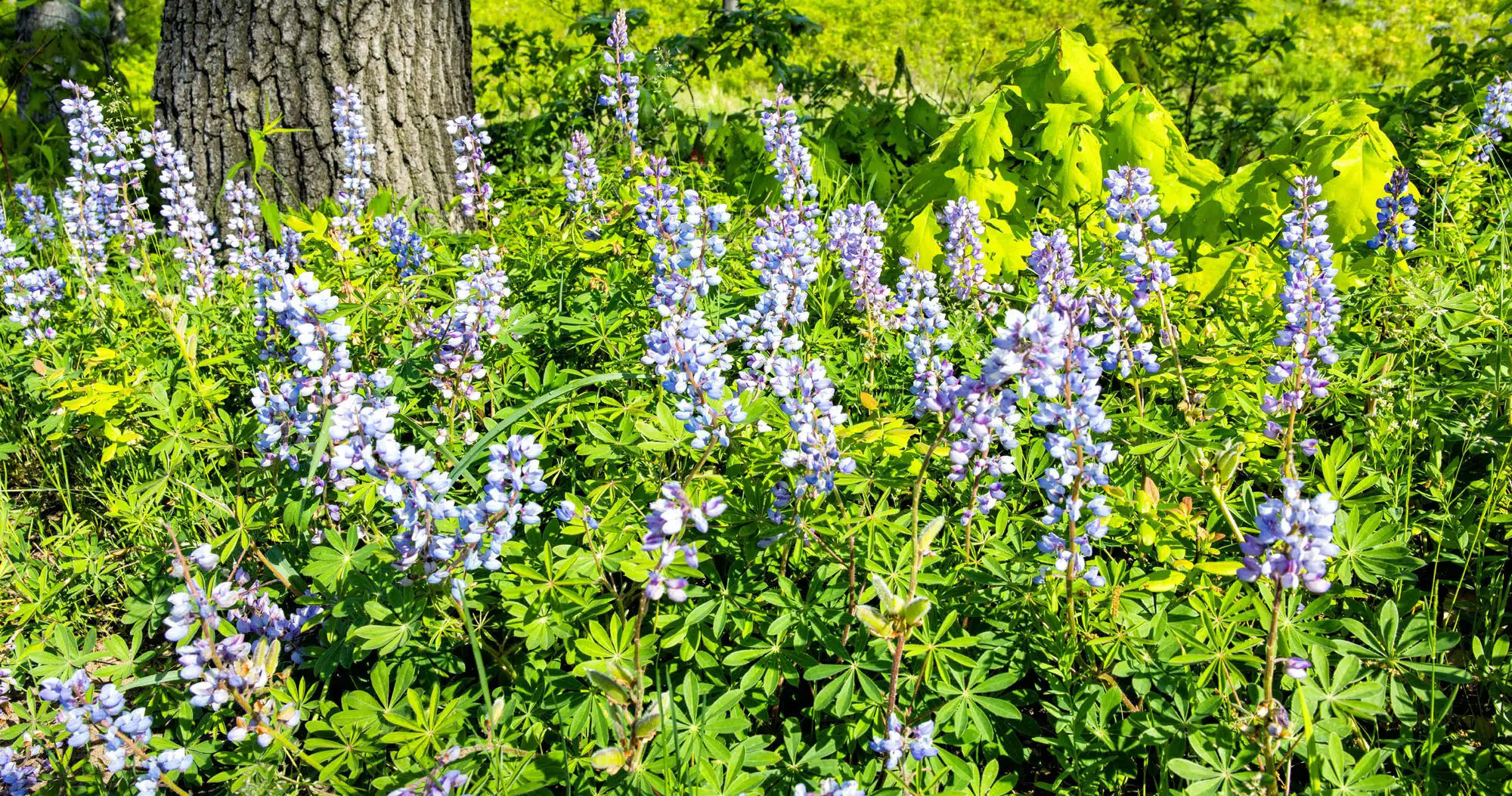 Wild Lupine Indiana Dunes