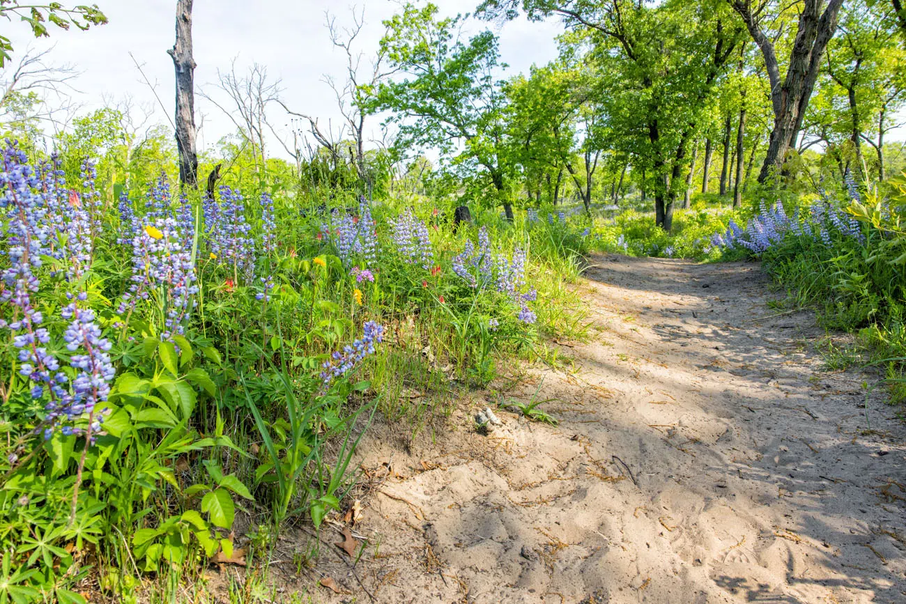 Wildflowers in Indiana Dunes