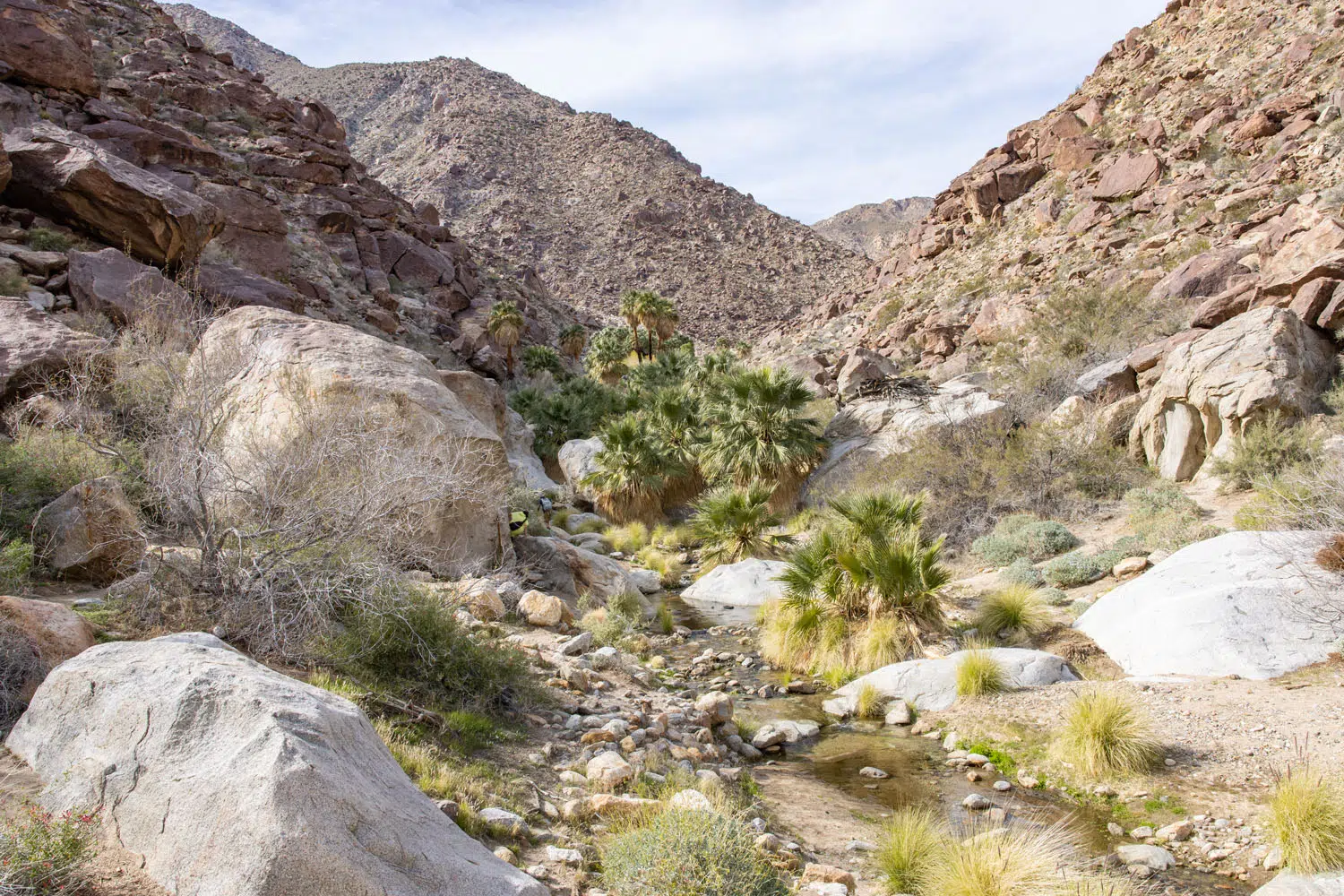 Anza Borrego Desert Oasis | Anza-Borrego Desert State Park