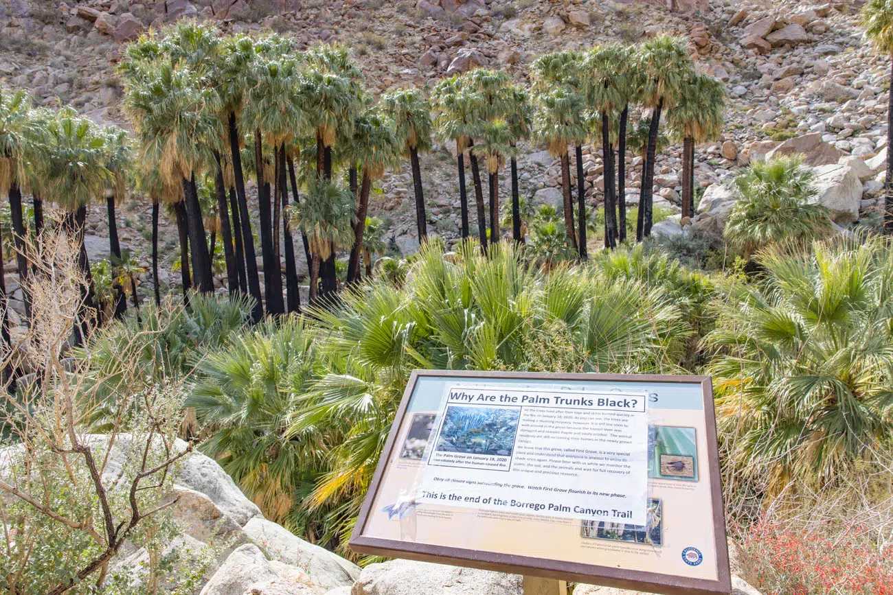 Anza Borrego Desert Palm Trees | Anza-Borrego Desert State Park