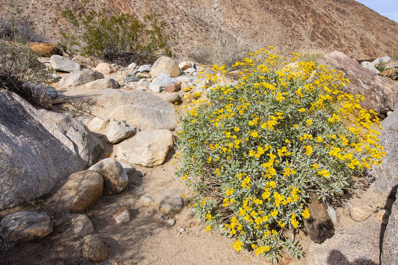 Anza Borrego Desert Wildflowers