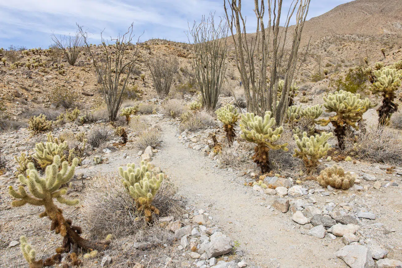 Cactus Loop Trail | Anza-Borrego Desert State Park