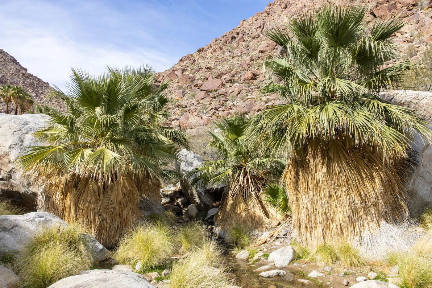 Palm Canyon | Anza-Borrego Desert State Park