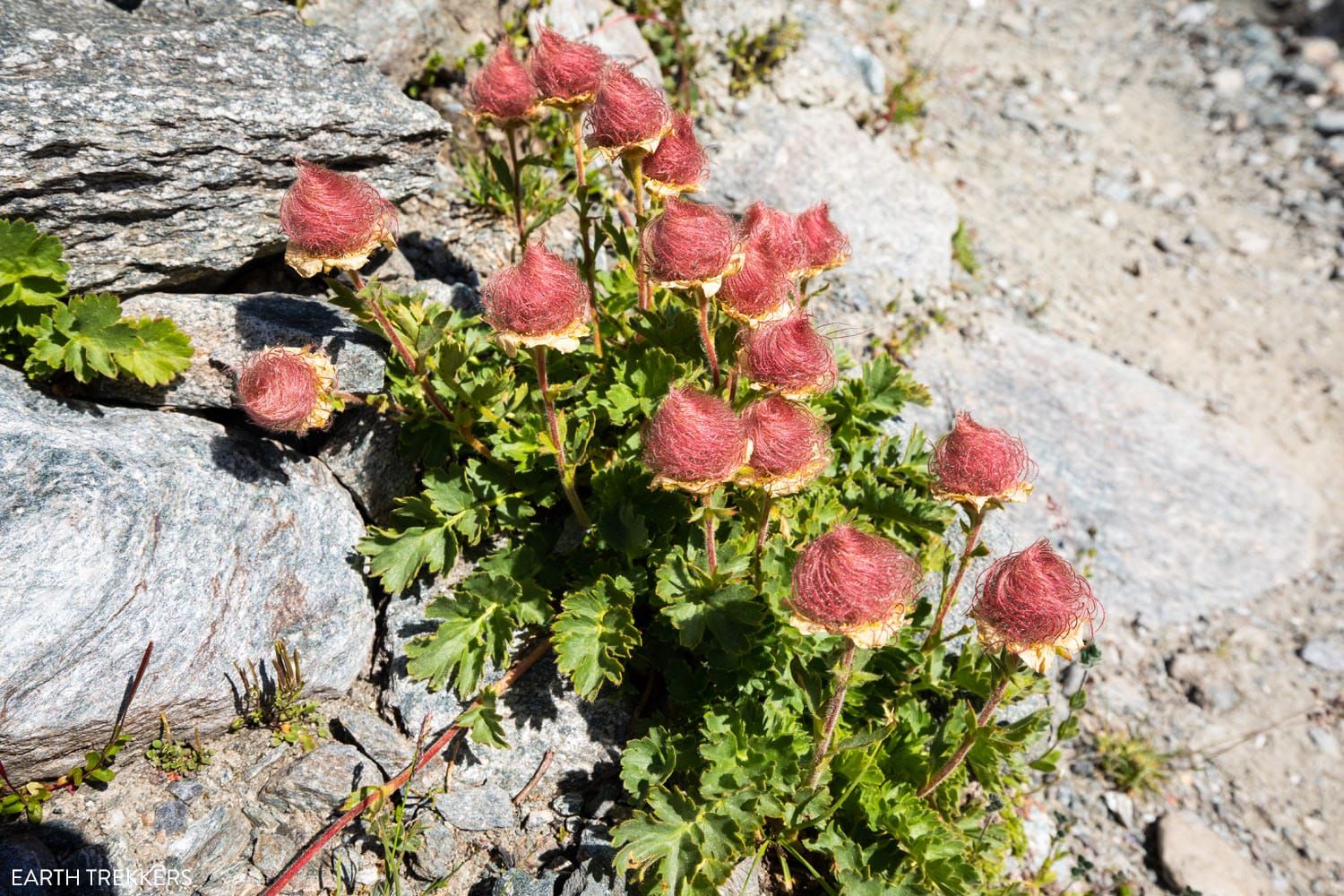 Alpine Flowers Switzerland