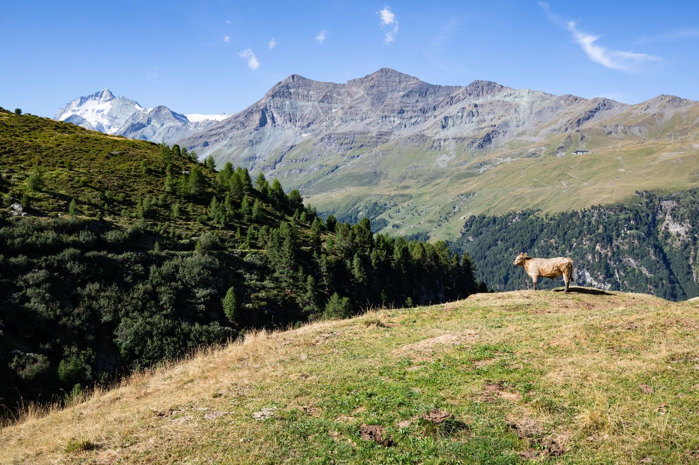 Cow in Switzerland