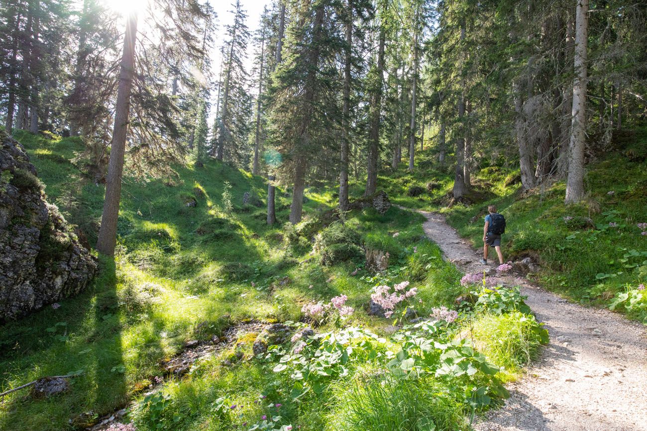 Croda da Lago Circuit Woods Trail