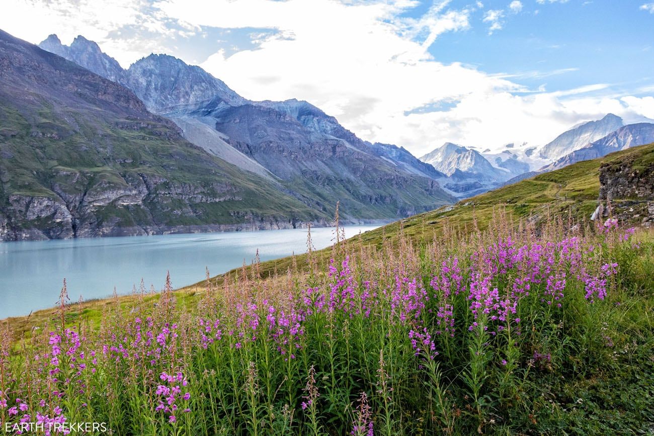 Fireweed Switzerland