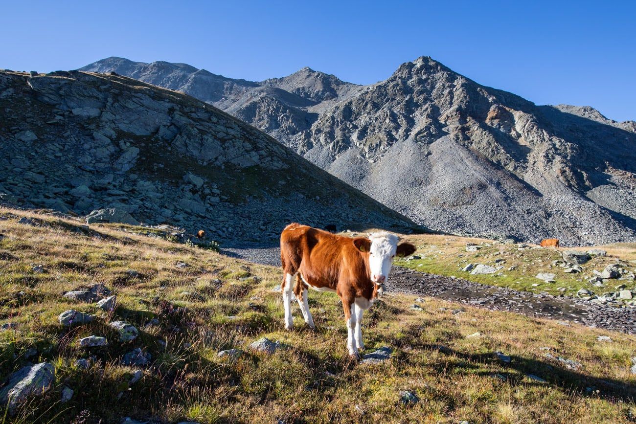 Haute Route Stage 12 Cow
