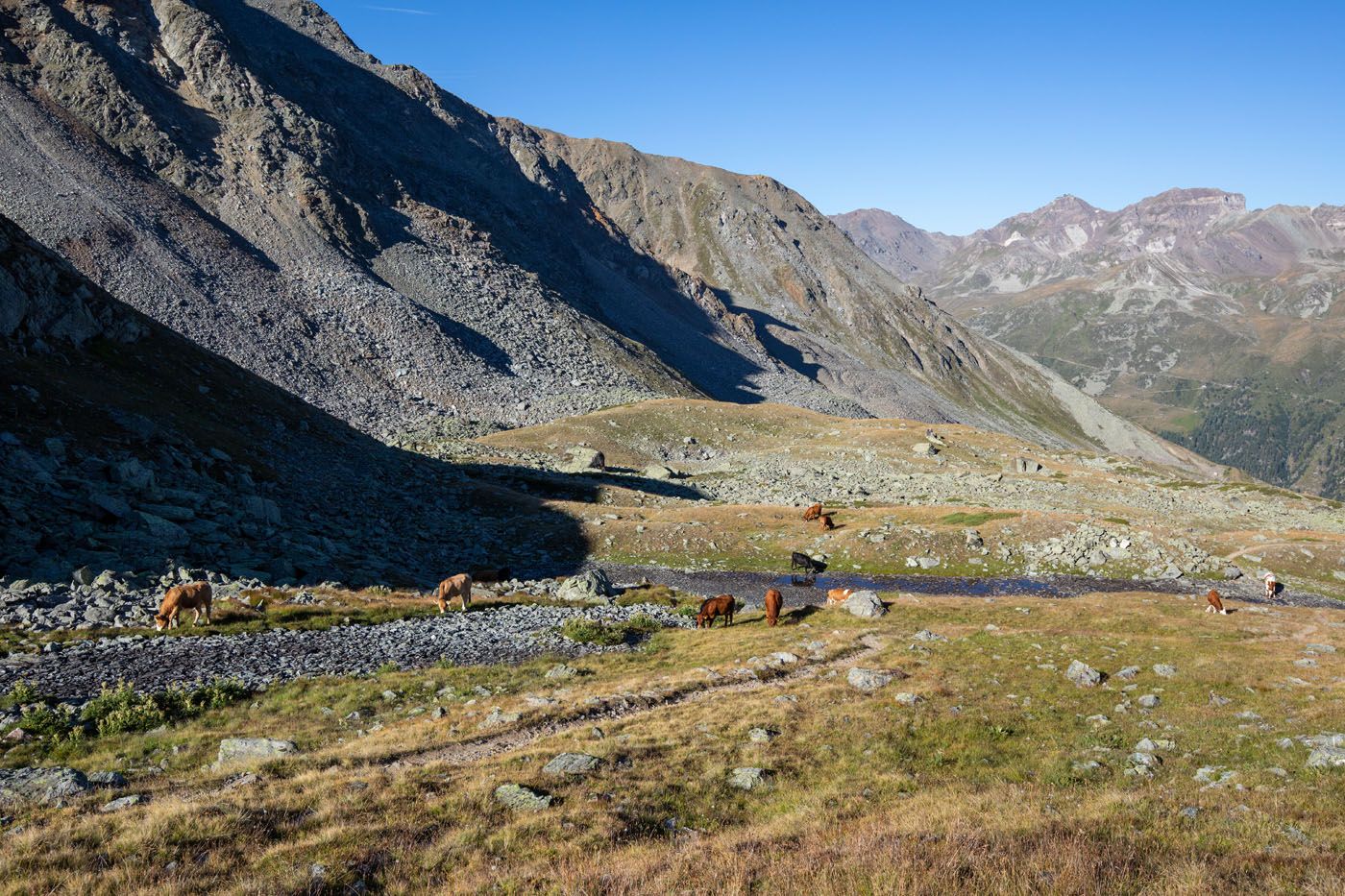 Haute Route Stage 12 Cows