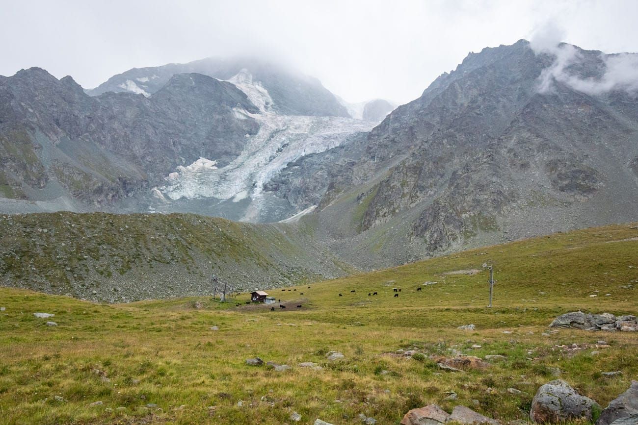 Haute Route Stage 7 Cows