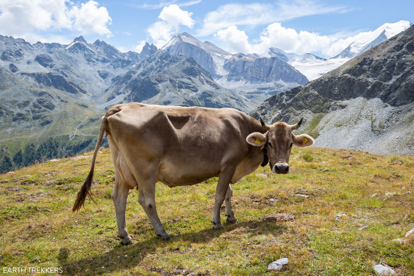 Swiss Cow