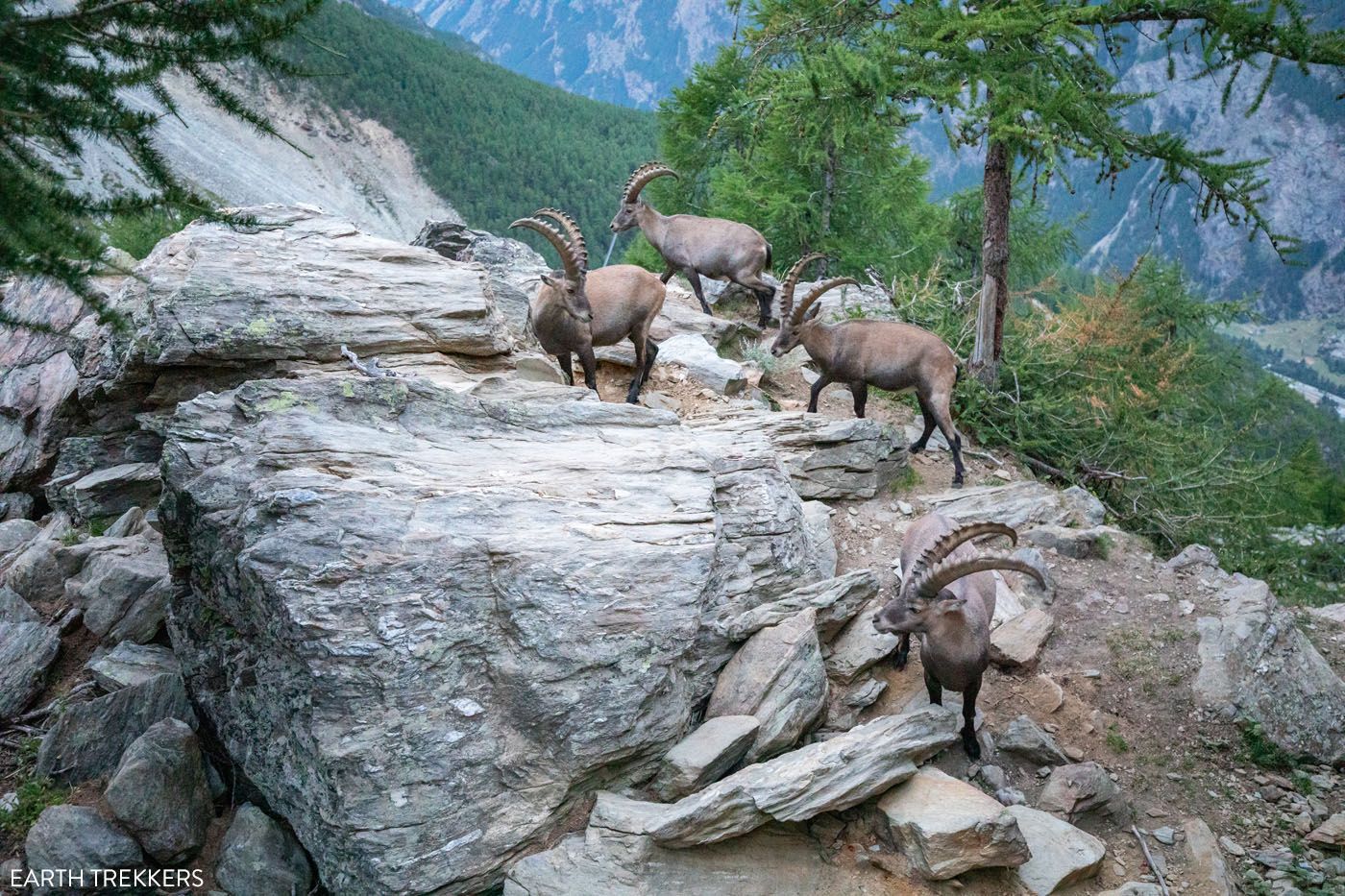 Ibex