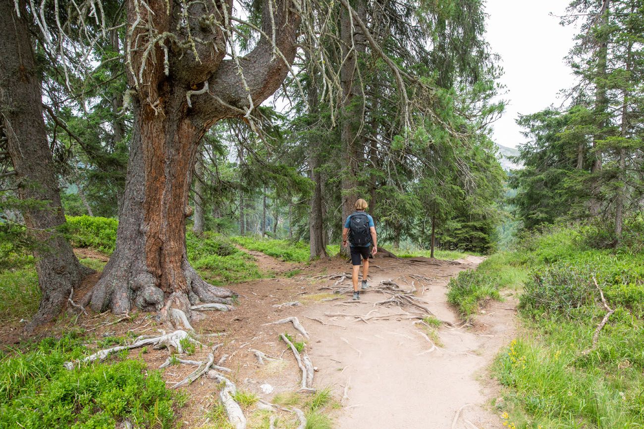 Trail through the Woods