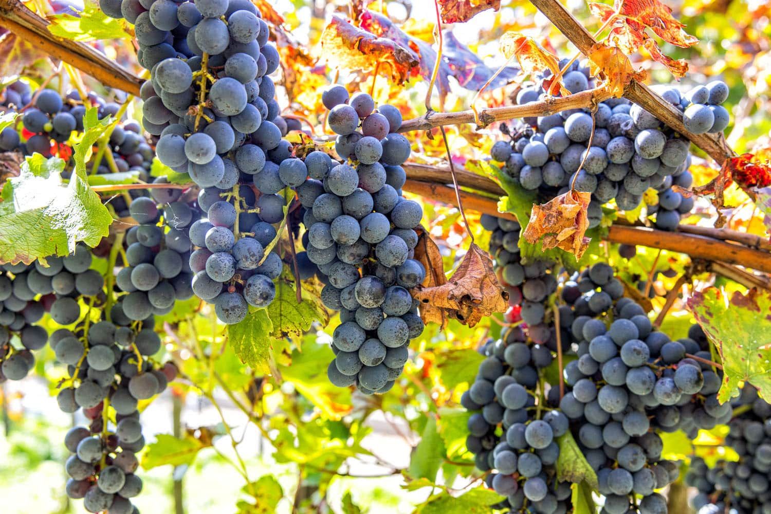 Grapes