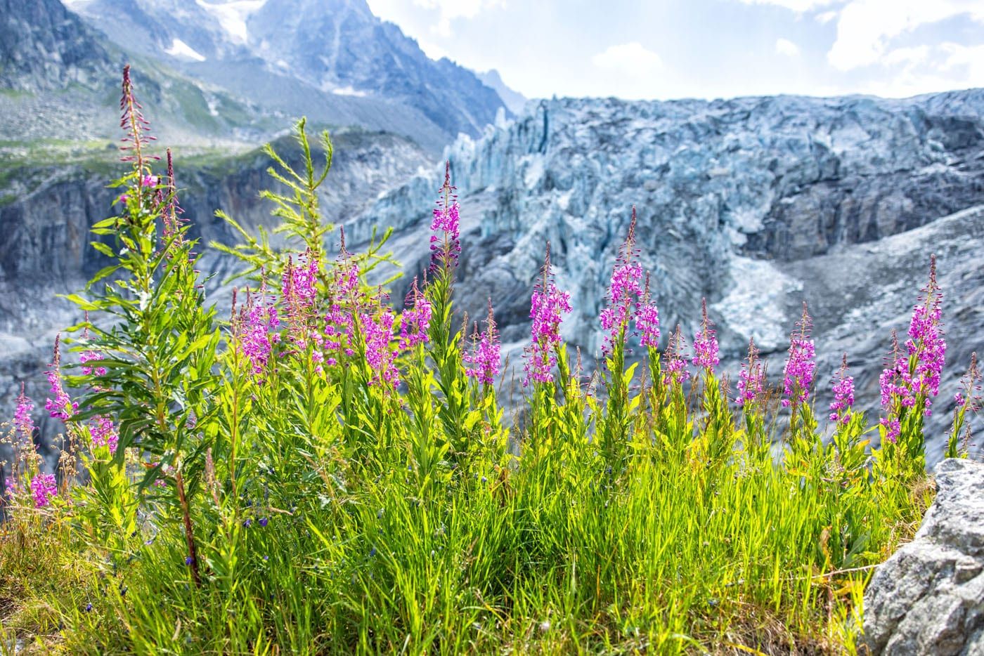 Chamonix Fireweed