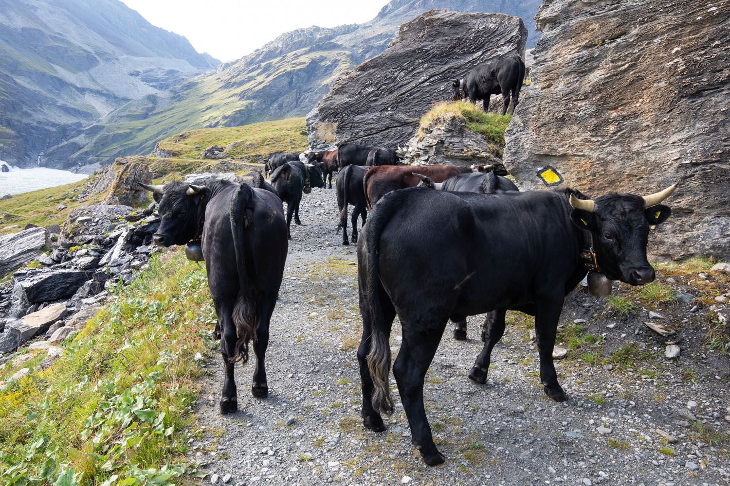 Cows on the Trail