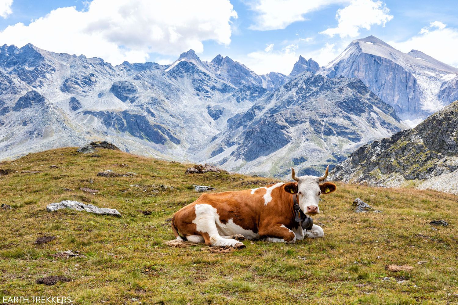 Walkers Haute Route Cow | Walker's Haute Route Photos