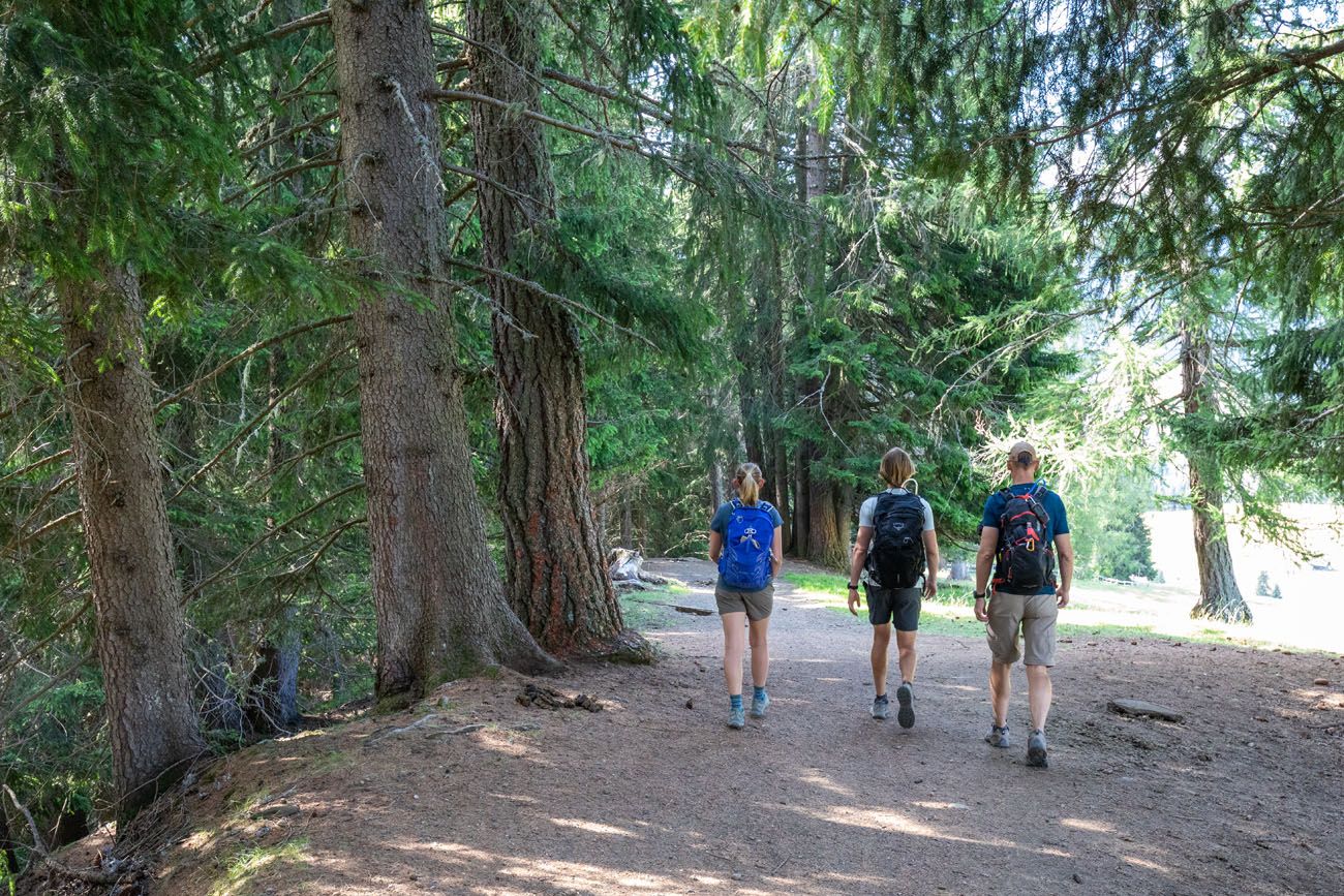 Alpe di Siusi Woods