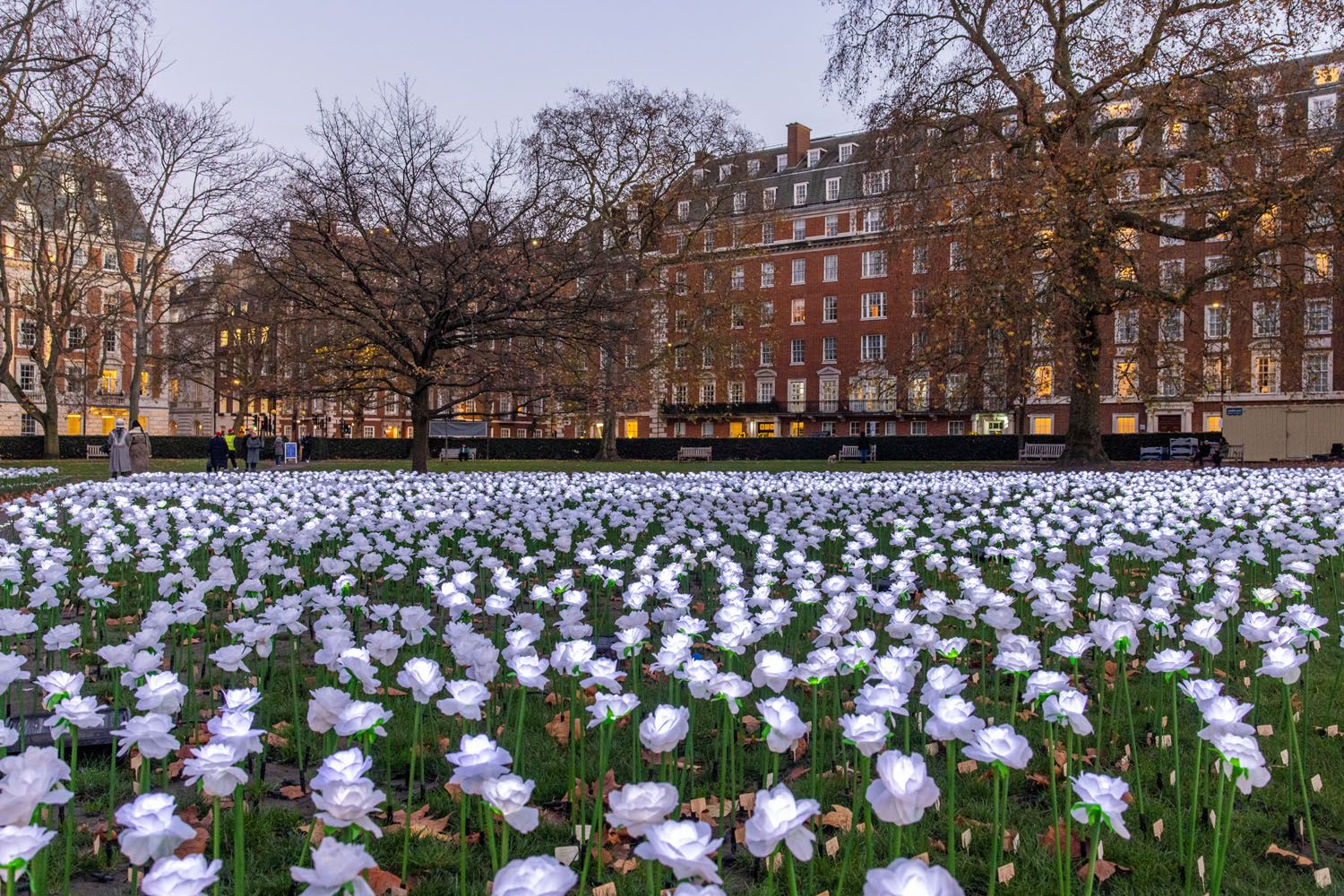 Grosvenor Square Roses | London Christmas Lights