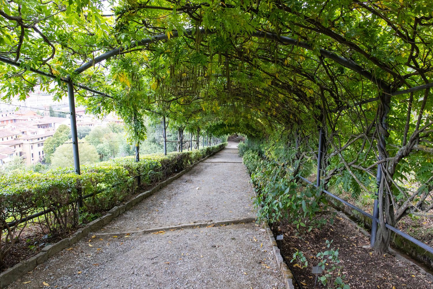 Wisteria Pergola in September