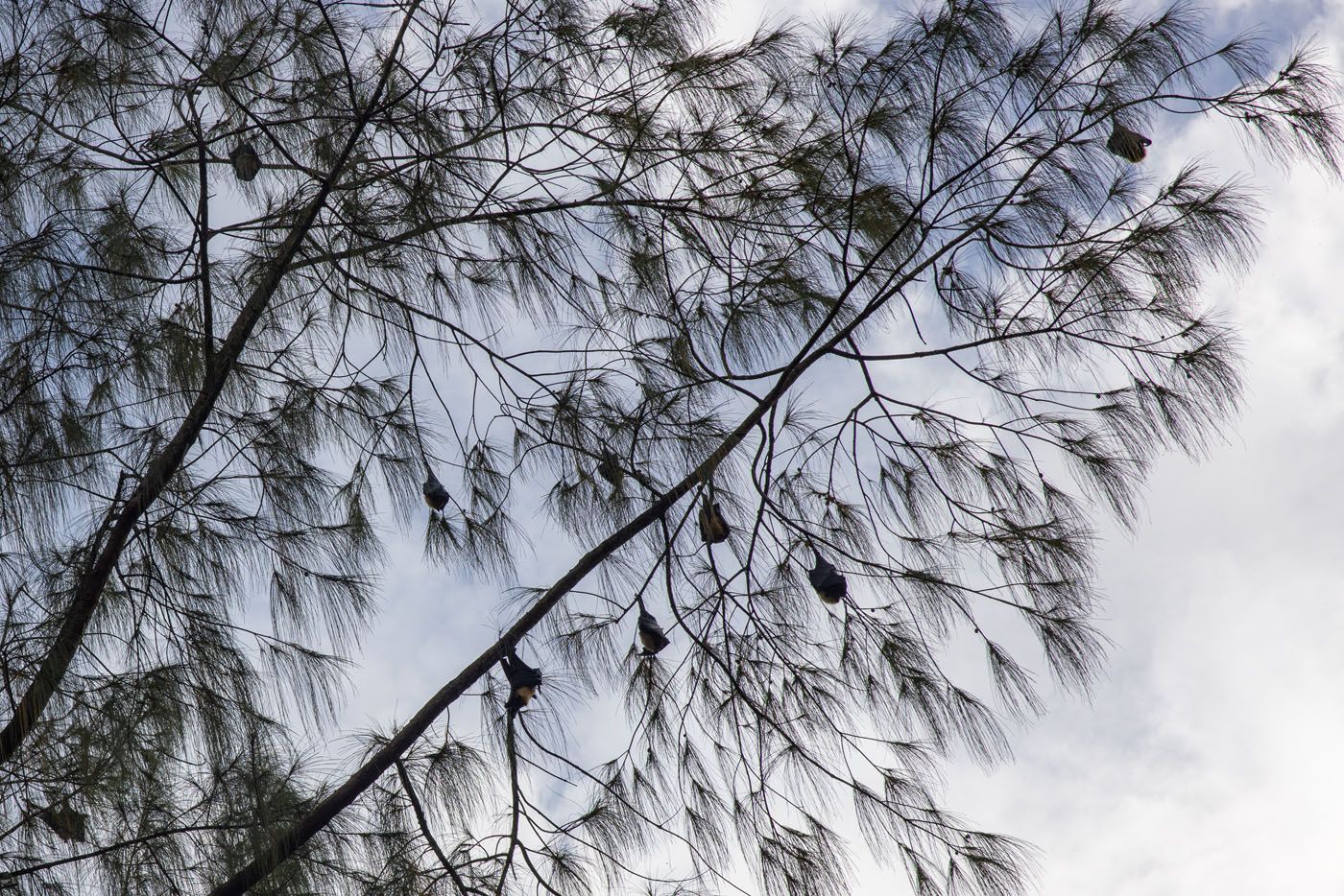 Fruit Bats