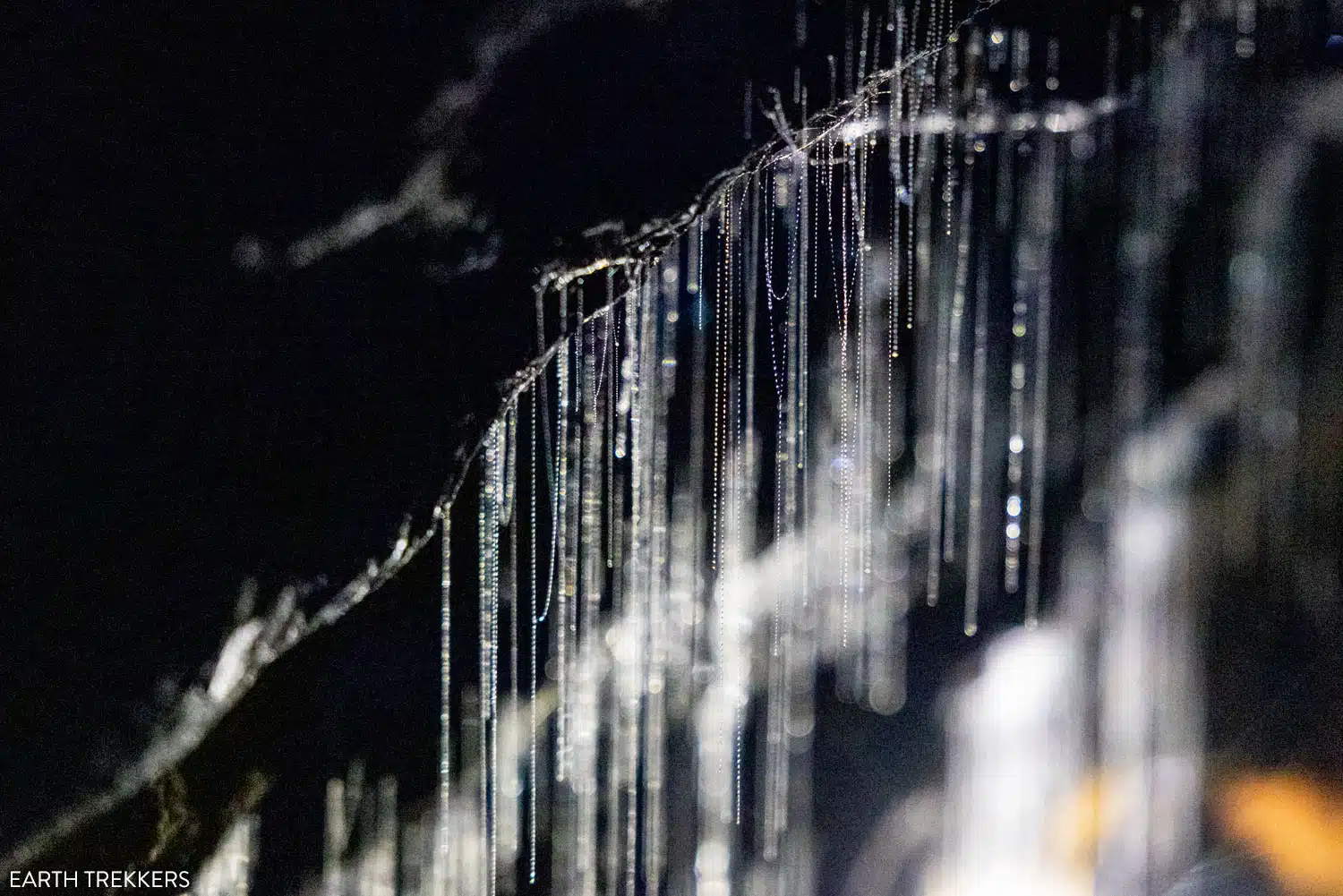 Glowworms New Zealand