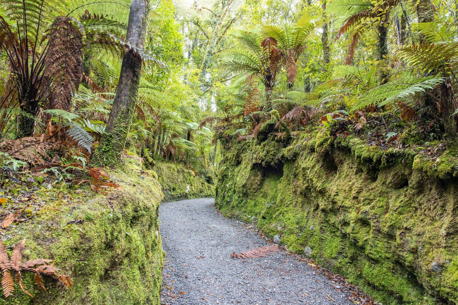 Lake Matheson Walk | Things to do in Franz Josef