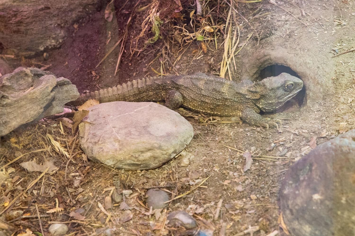 Tuatara